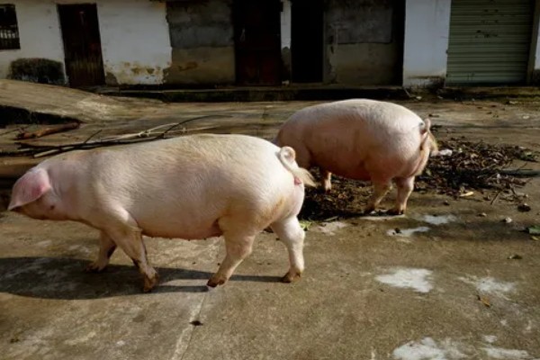 如何计算猪的毛重,需根据营养情况来确定它的系数