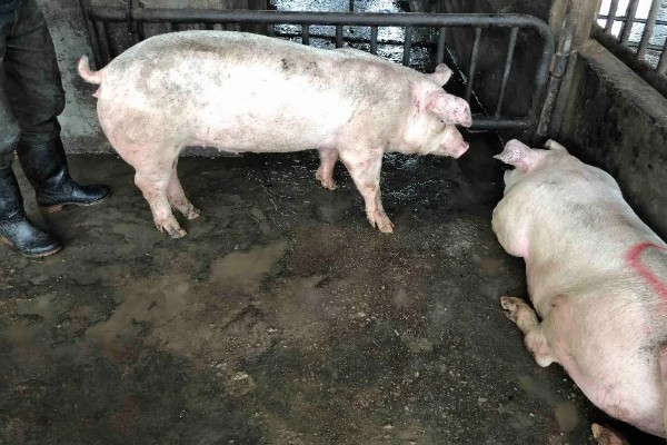 如何计算猪的毛重,需根据营养情况来确定它的系数