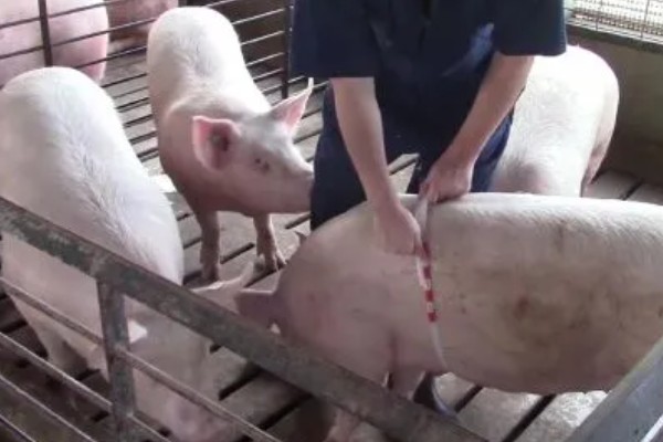 如何计算猪的毛重,需根据营养情况来确定它的系数