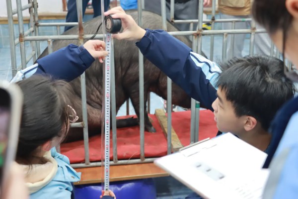 如何计算猪的毛重,需根据营养情况来确定它的系数