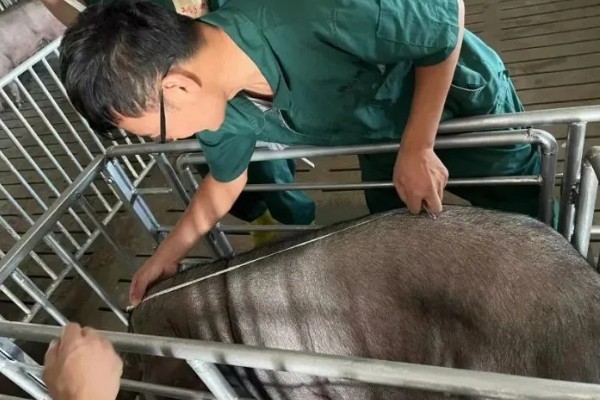 如何计算猪的毛重,需根据营养情况来确定它的系数