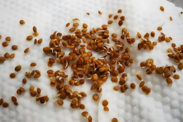 柿子籽怎么种才可以发芽,通常在每年的二到五月份种植