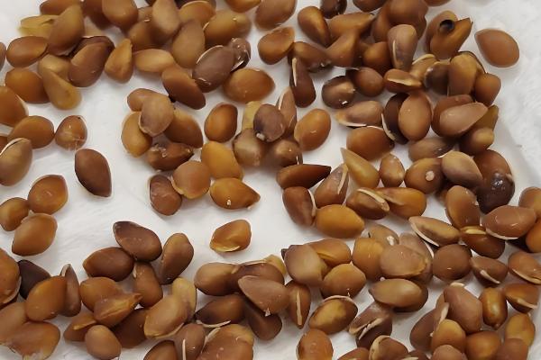 柿子籽怎么种才可以发芽,通常在每年的二到五月份种植