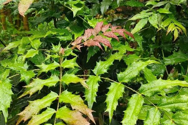 十大功劳的繁殖方法，可播种、扦插或分株繁殖