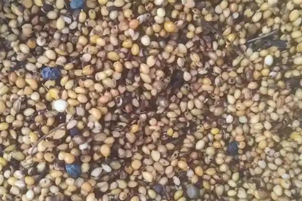 十大功劳的繁殖方法，可播种、扦插或分株繁殖