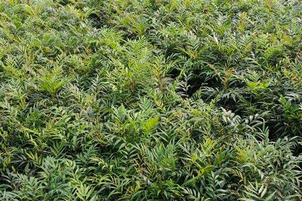 十大功劳的繁殖方法，可播种、扦插或分株繁殖