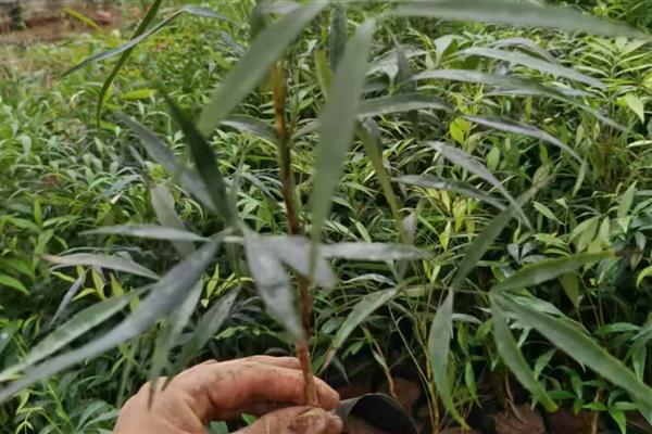 十大功劳的繁殖方法，可播种、扦插或分株繁殖