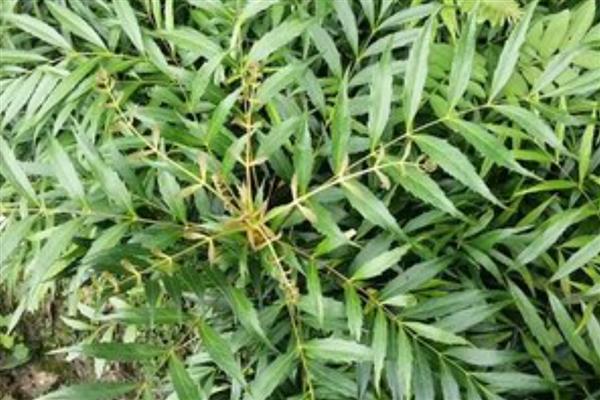 十大功劳的繁殖方法，可播种、扦插或分株繁殖