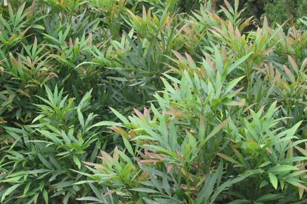 十大功劳的繁殖方法，可播种、扦插或分株繁殖