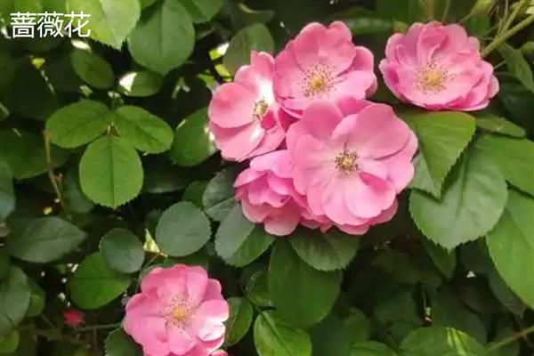 木香花和蔷薇如何分辨,其形态和花期均不同