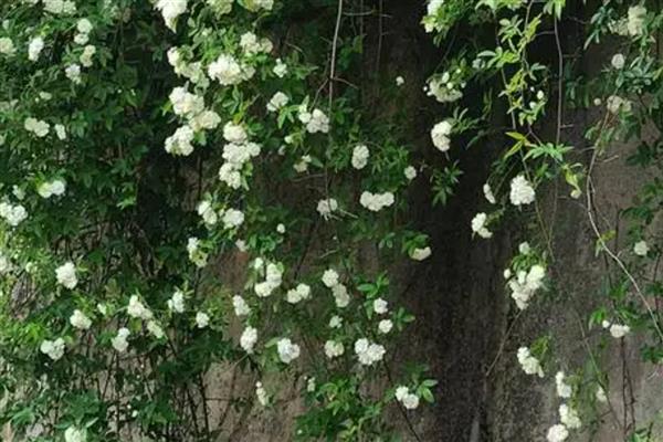 木香花和蔷薇如何分辨,其形态和花期均不同