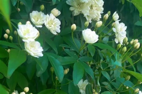 木香花和蔷薇如何分辨,其形态和花期均不同