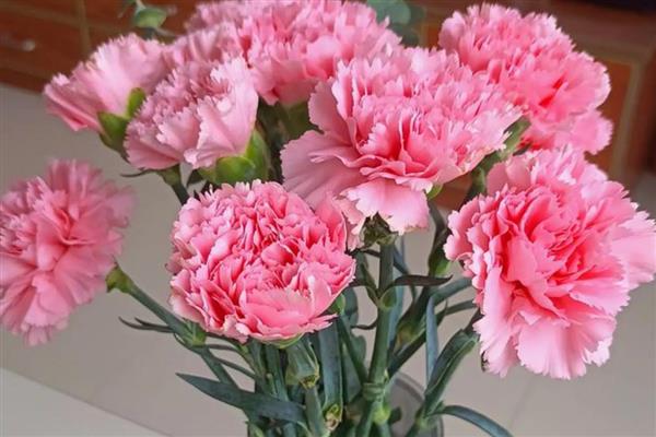 康乃馨花有什么寓意，寓意慈爱和蔼、真情等