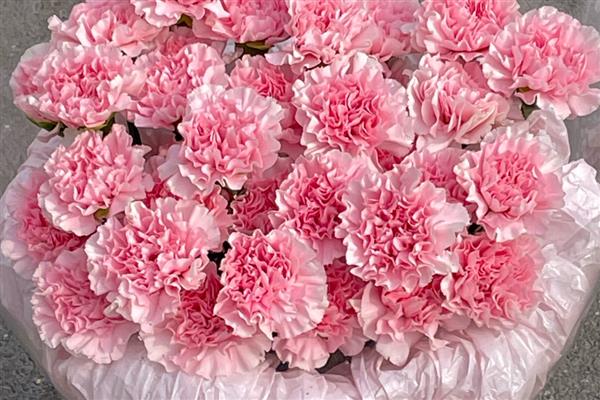 康乃馨花有什么寓意，寓意慈爱和蔼、真情等