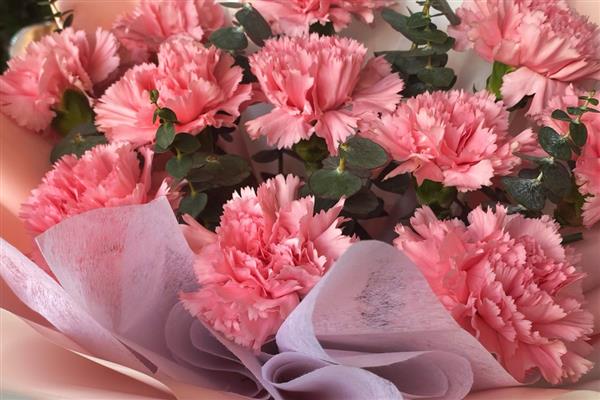 康乃馨花有什么寓意，寓意慈爱和蔼、真情等