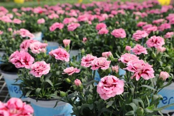 康乃馨花有什么寓意，寓意慈爱和蔼、真情等