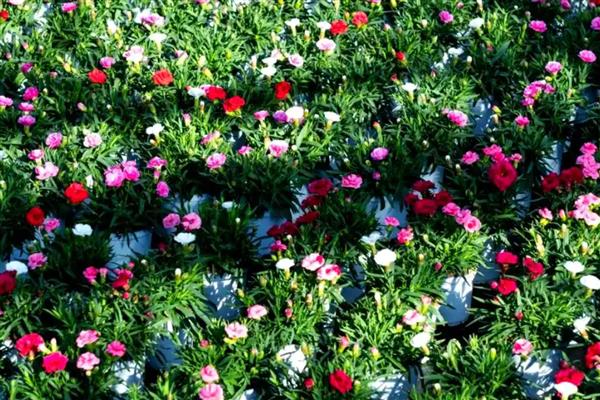 康乃馨花有什么寓意，寓意慈爱和蔼、真情等