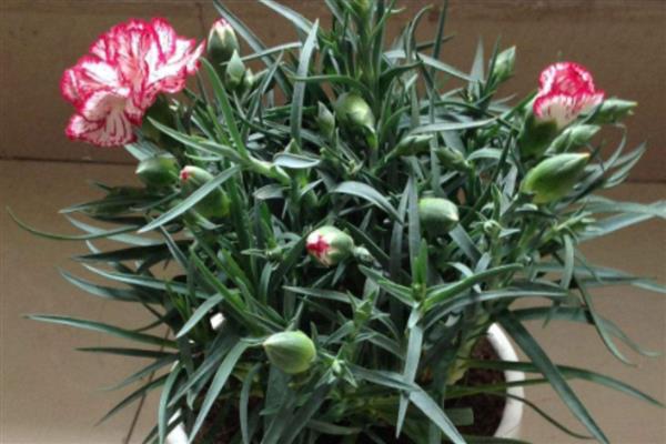 康乃馨花有什么寓意，寓意慈爱和蔼、真情等