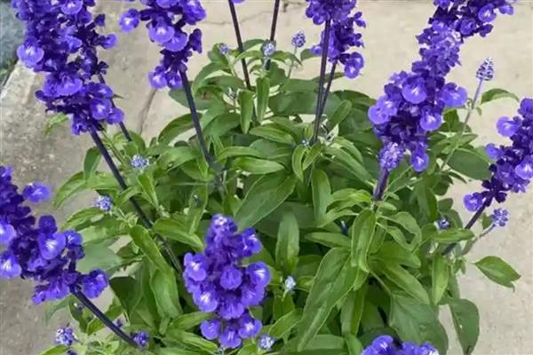 鼠尾草如何过冬,浇水尽可能不要浇多