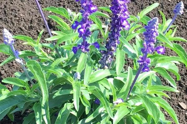 鼠尾草如何过冬,浇水尽可能不要浇多