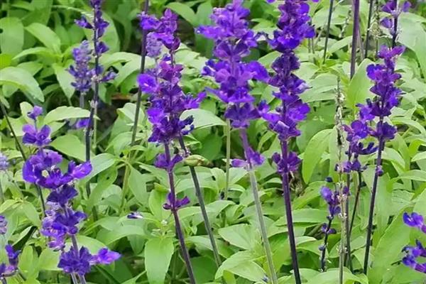 鼠尾草如何过冬,浇水尽可能不要浇多