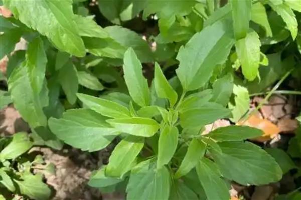 鼠尾草如何过冬,浇水尽可能不要浇多