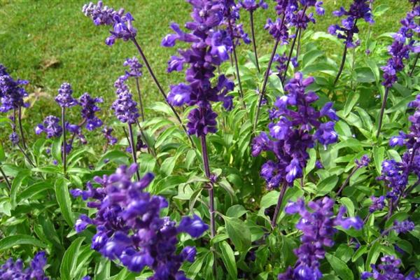 鼠尾草如何过冬,浇水尽可能不要浇多