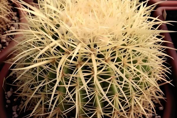 金虎仙人球变黄怎么处理,夏季放在阴凉通风的地方养护