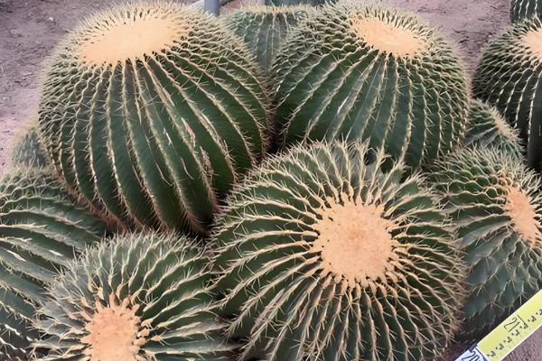 金虎仙人球变黄怎么处理,夏季放在阴凉通风的地方养护