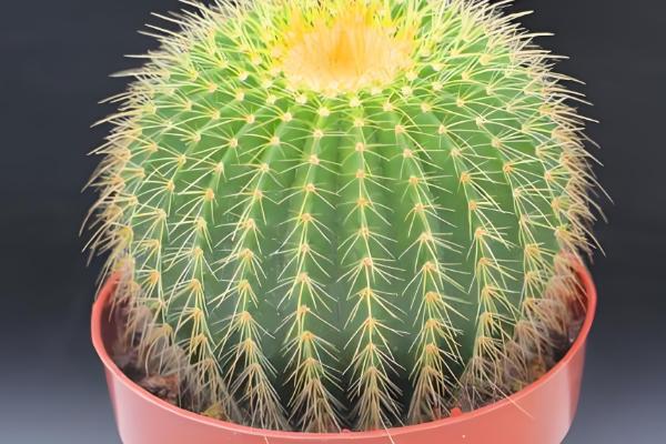 金虎仙人球变黄怎么处理,夏季放在阴凉通风的地方养护