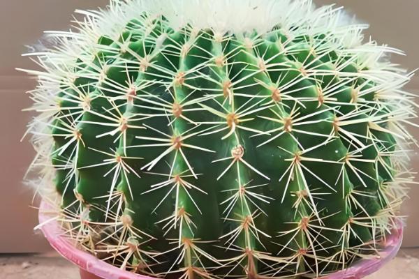 金虎仙人球变黄怎么处理,夏季放在阴凉通风的地方养护