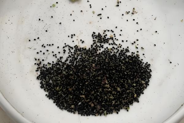 金虎仙人球变黄怎么处理,夏季放在阴凉通风的地方养护