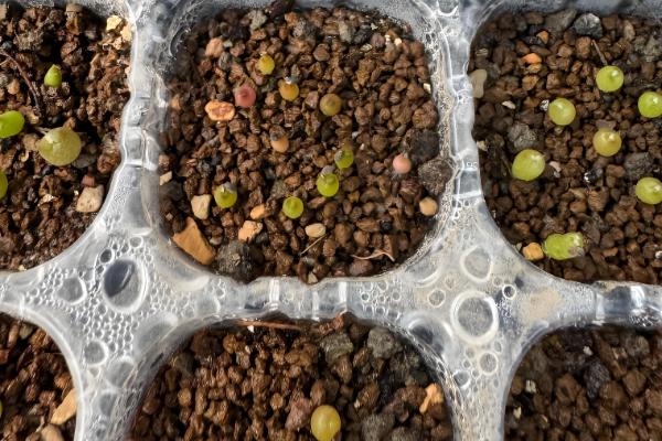 金虎仙人球变黄怎么处理,夏季放在阴凉通风的地方养护