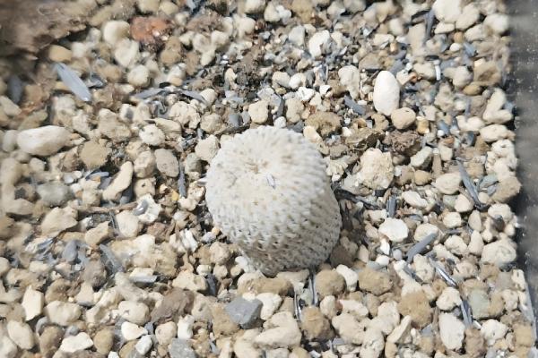 金虎仙人球变黄怎么处理,夏季放在阴凉通风的地方养护