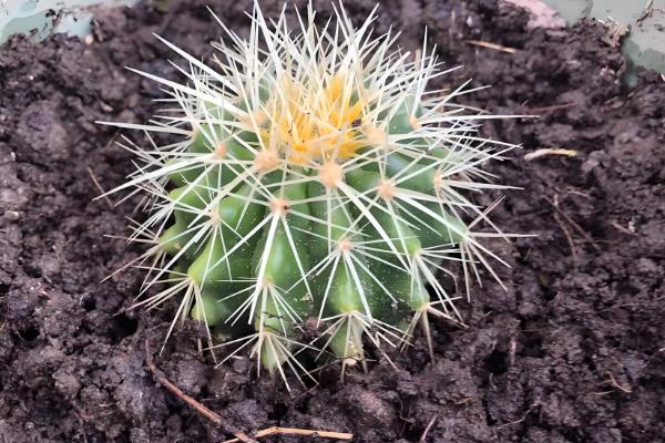 金虎仙人球变黄怎么处理,夏季放在阴凉通风的地方养护