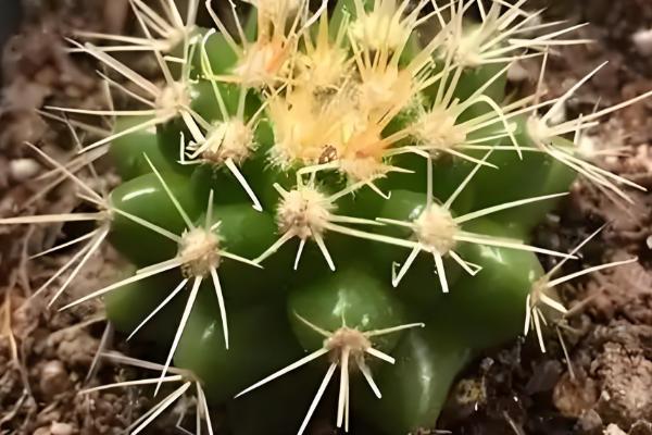 金虎仙人球变黄怎么处理,夏季放在阴凉通风的地方养护