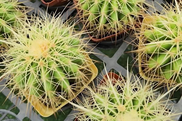 金虎仙人球变黄怎么处理,夏季放在阴凉通风的地方养护