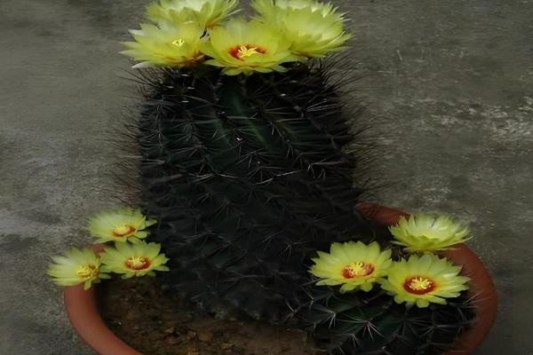 金虎仙人球变黄怎么处理,夏季放在阴凉通风的地方养护