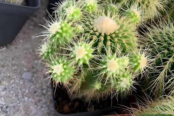 金虎仙人球变黄怎么处理,夏季放在阴凉通风的地方养护