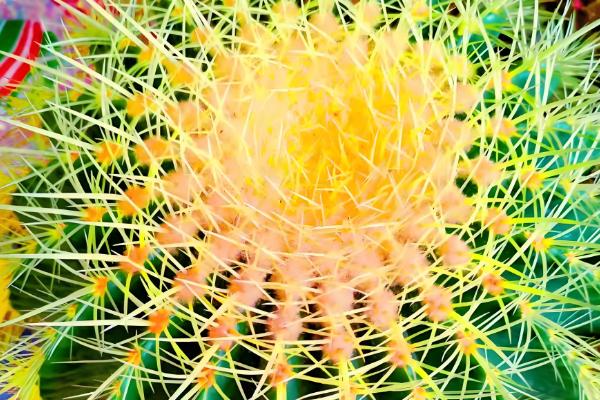 金虎仙人球变黄怎么处理,夏季放在阴凉通风的地方养护