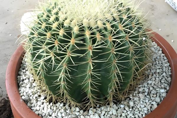 金虎仙人球变黄怎么处理,夏季放在阴凉通风的地方养护