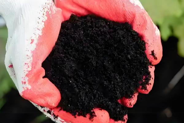 金虎仙人球变黄怎么处理,夏季放在阴凉通风的地方养护