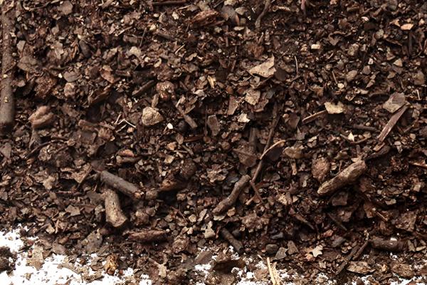 金虎仙人球变黄怎么处理,夏季放在阴凉通风的地方养护