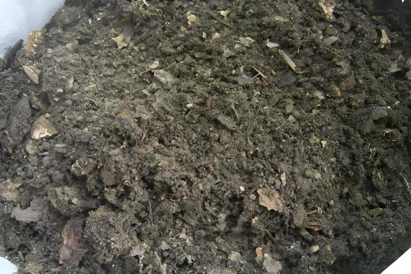 金虎仙人球变黄怎么处理,夏季放在阴凉通风的地方养护