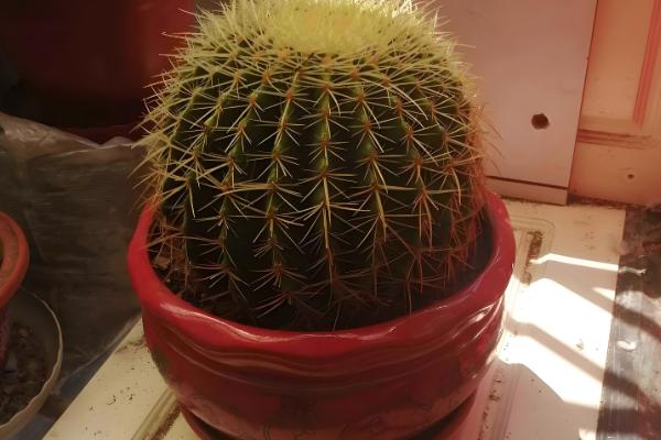 金虎仙人球变黄怎么处理,夏季放在阴凉通风的地方养护