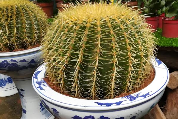 金虎仙人球变黄怎么处理,夏季放在阴凉通风的地方养护