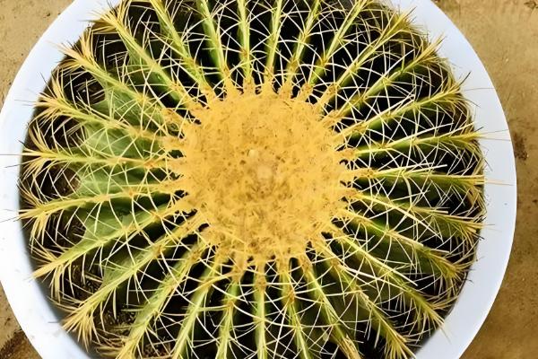 金虎仙人球变黄怎么处理,夏季放在阴凉通风的地方养护