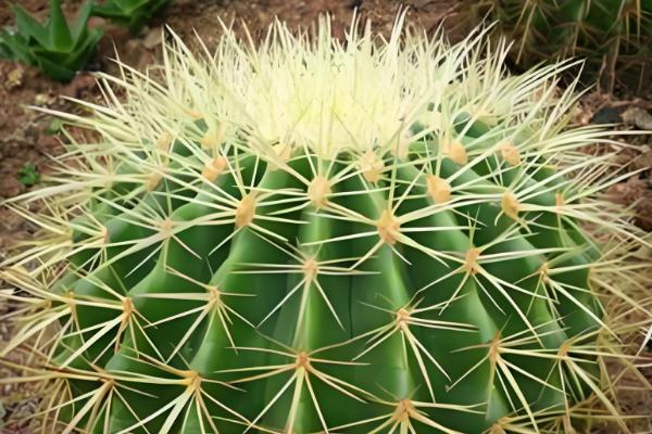 金虎仙人球变黄怎么处理,夏季放在阴凉通风的地方养护