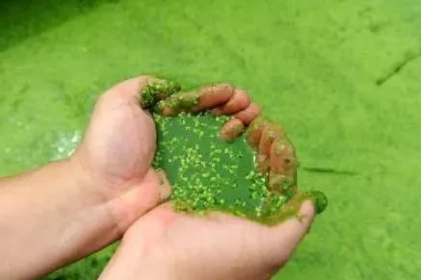 蓝藻的外形特点,植株的体型细小