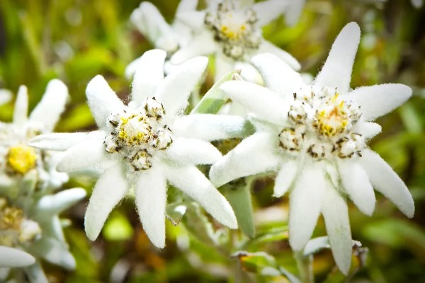 雪绒花的寓意是什么,寓意勇敢、珍贵等